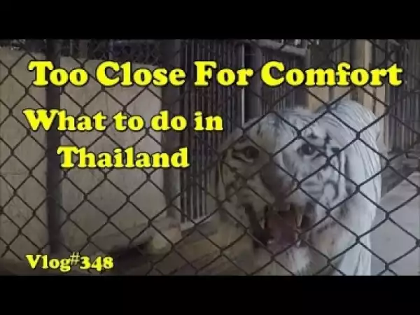 Video: Too Close For Comfort - What To Do In Thailand